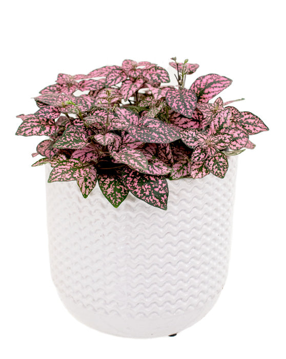 Polka Dot Plant Pink | Hypoestes