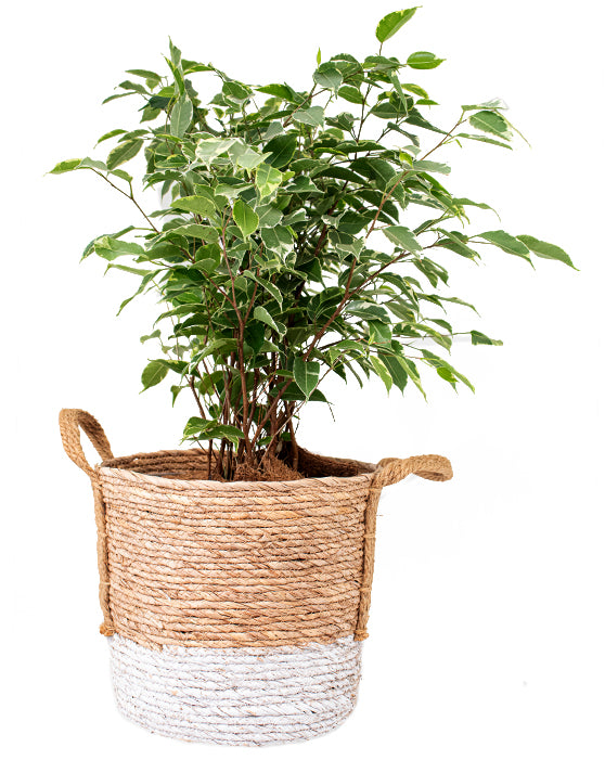 Tropical Cover Woven Basket [XL] | 10.5 Inch