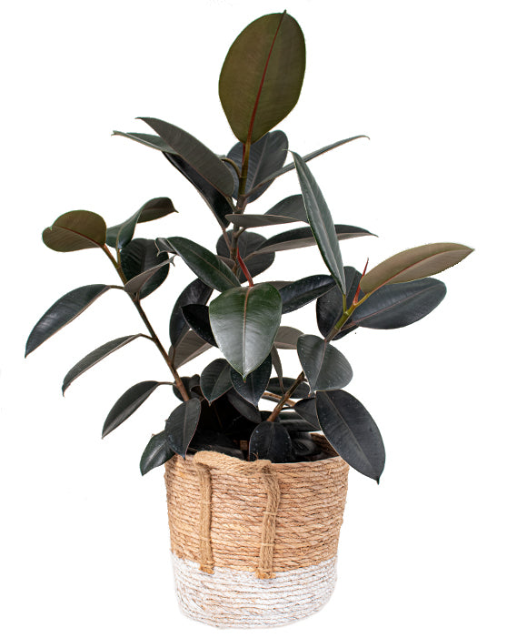 Ficus Burgundy 'Rubber Plant' | Elastica | XL | ON & QC Only