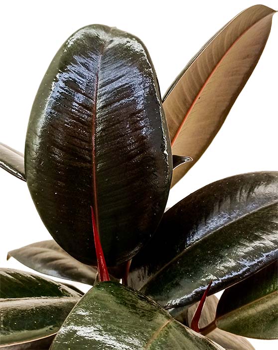 Close up of Burgundy Ficus leaves