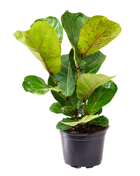Ficus 'Fiddle Leaf Fig' | Lyrata