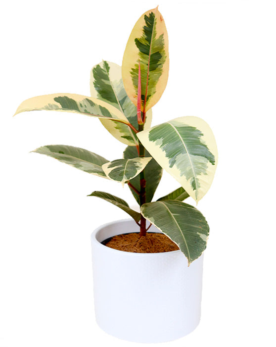 Ficus Tineke