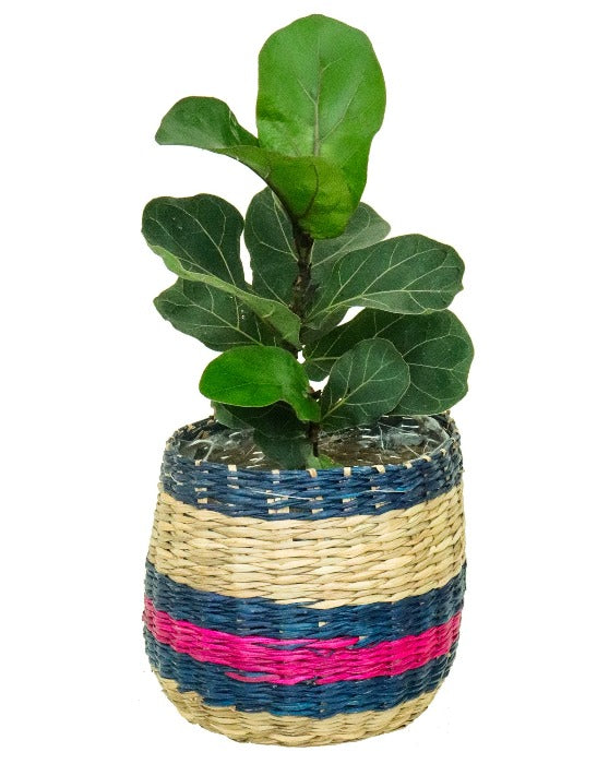 Fiddle Leaf Ficus in Boho Basket