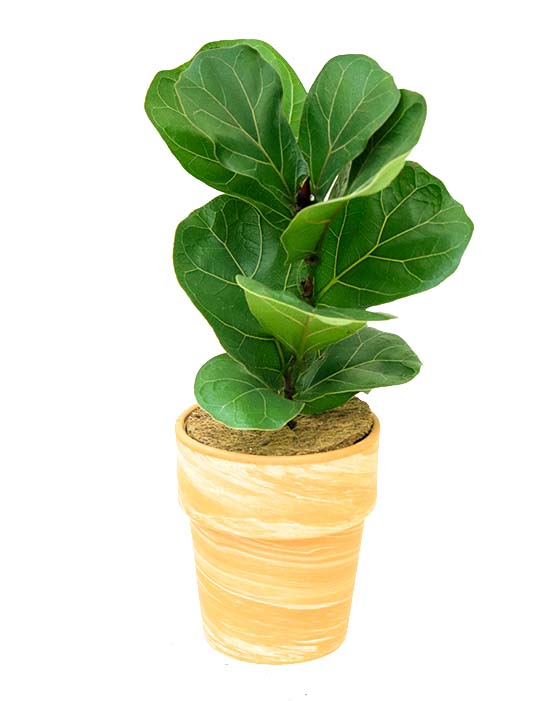 4" Fiddle Leaf Fig in Clay Pot