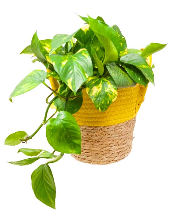 Pothos 'Hawaiian'.