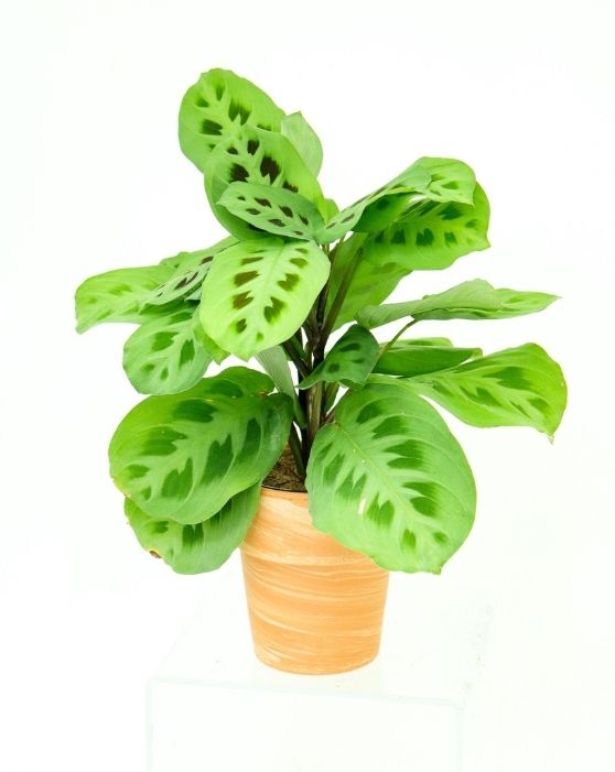 Vert 'Plante à prières' | Maranta