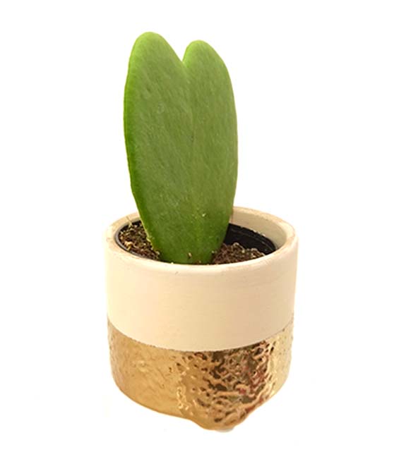 Dash Ceramic Pot | XS | 2.5 Inch