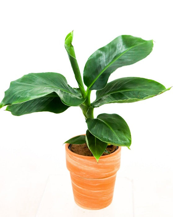 Musa Dwarf Banana Tree