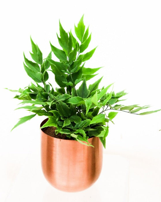 Pet-Friendly Houseplant Collection in Fantina Pot 4-Pack