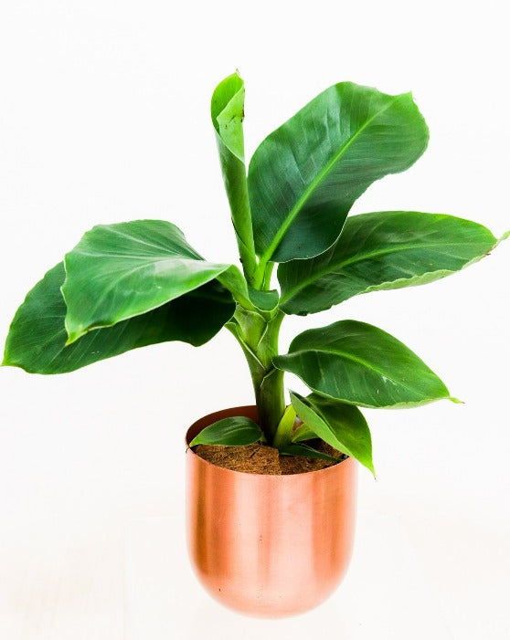 Pet-Friendly Houseplant Collection in Fantina Pot 4-Pack