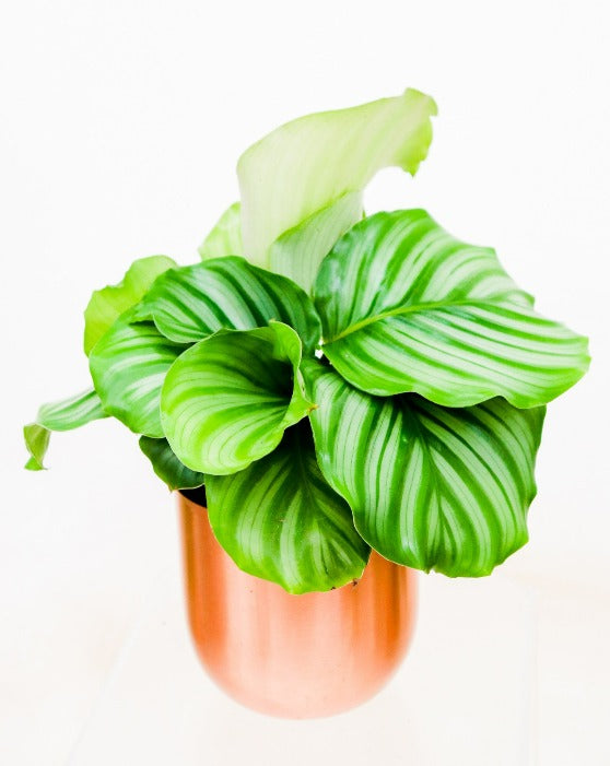 Pet-Friendly Houseplant Collection in Fantina Pot 4-Pack