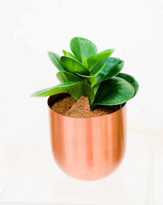 Pet-Friendly Houseplant Collection in Fantina Pot 4-Pack