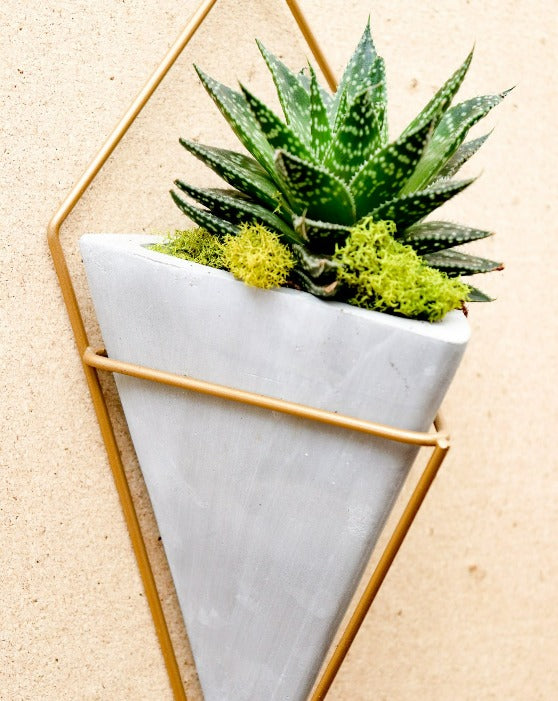 Succulent with Moss in Mair Triangle Wall Planter