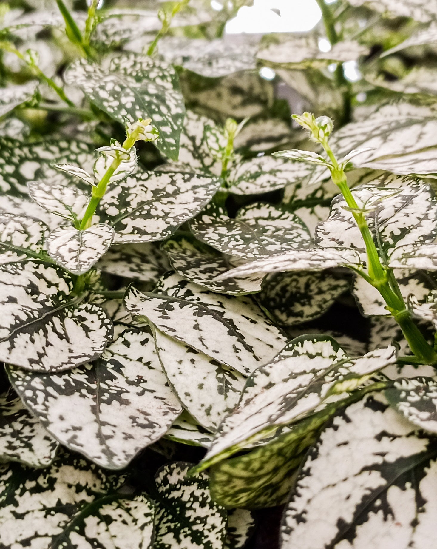 Plante à pois blanche | Hypoestes