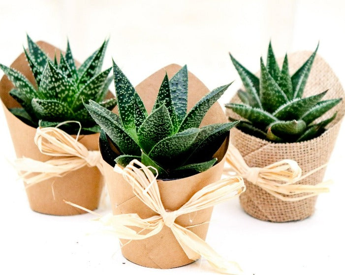 Favour Succulents, pochette en toile de jute et kraft 12-Pack