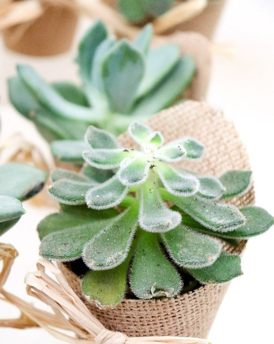 Favour Succulents, Burlap & Kraft Sleeve 12-Pack | XS | 2.5 Inch