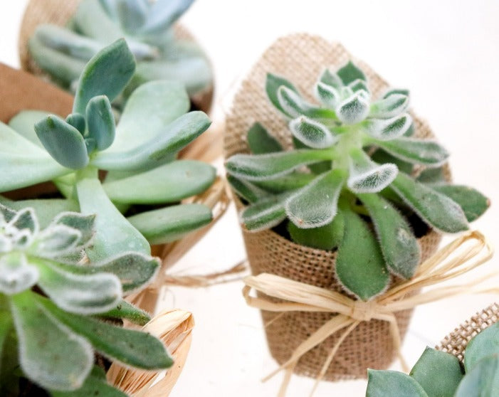 2.5" Succulents in Burlap and Kraft Sleeves