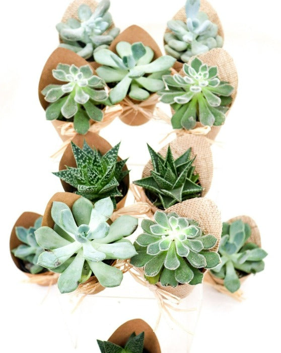 2.5" Succulents in Burlap and Kraft Sleeves