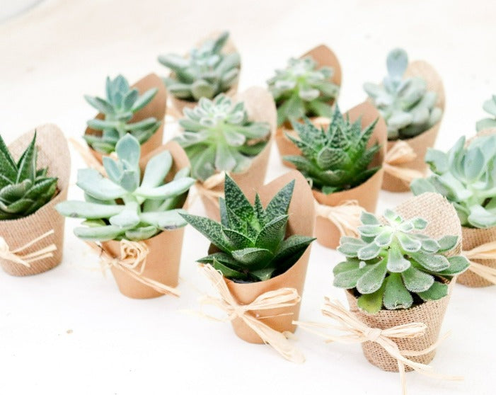 Favour Succulents, Burlap & Kraft Sleeve 12-Pack | XS | 2.5 Inch