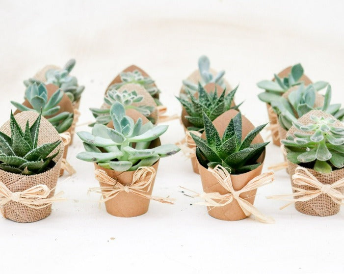 Favour Succulents, Burlap & Kraft Sleeve 12-Pack | XS | 2.5 Inch