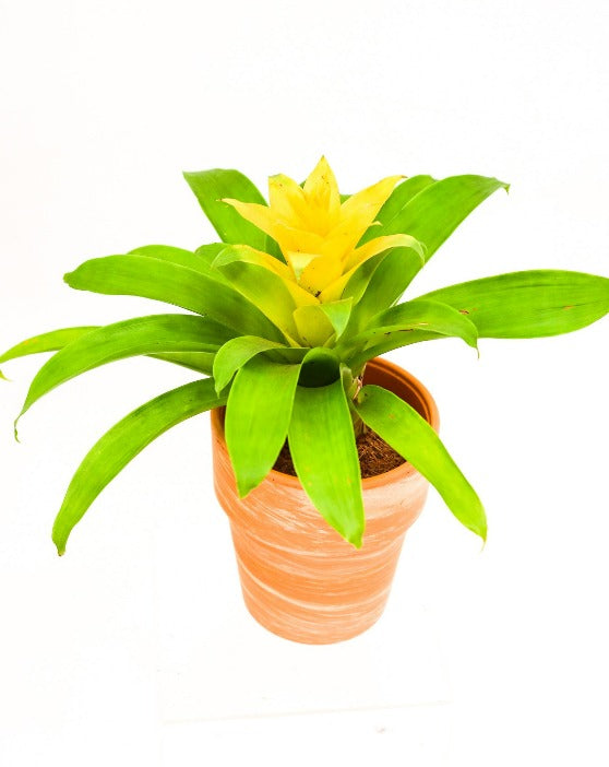 Yellow Bromeliad in Terracotta/ Clay Pot