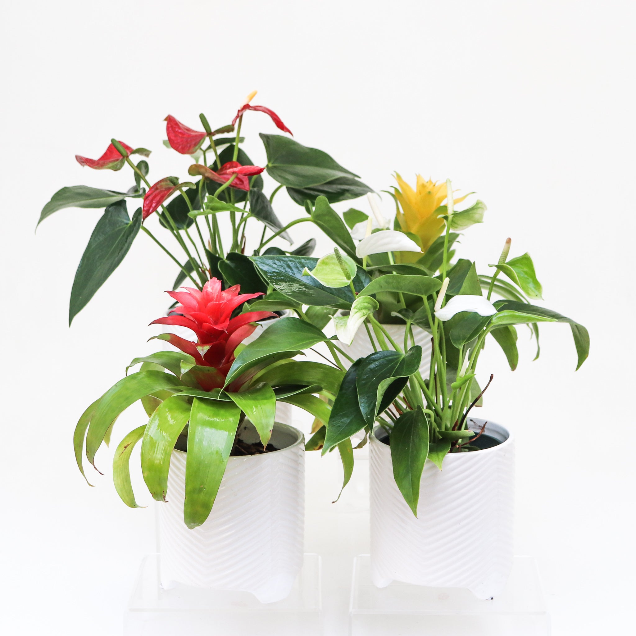 Lean Ceramic Pot | S | 4 Inch | White