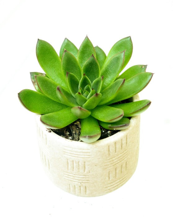 Echeveria agavoides 