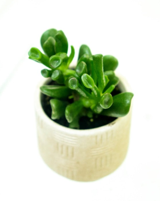 Corail de Jade 'Gollum' | Crassula Ovata