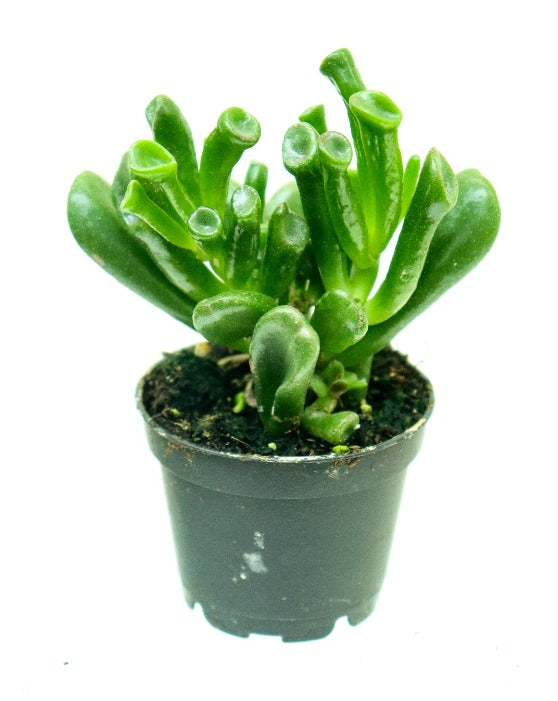 Corail de Jade 'Gollum' | Crassula Ovata