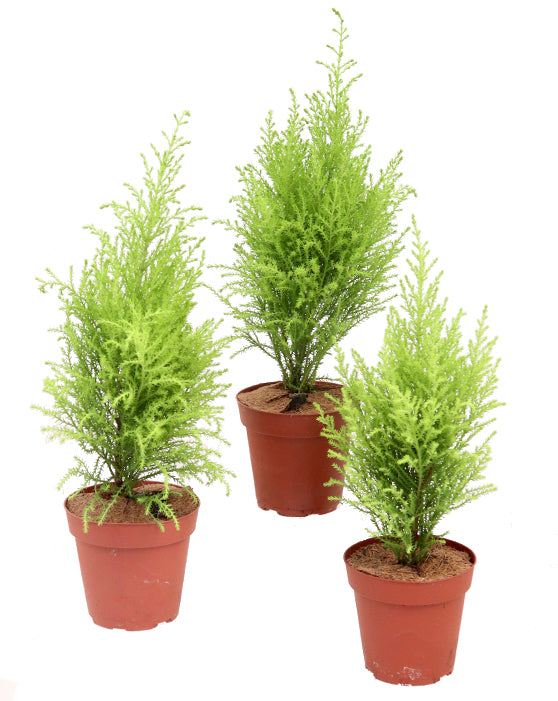 Lemon Cypress Tree 'Goldcrest' | Cupressus macrocarpa