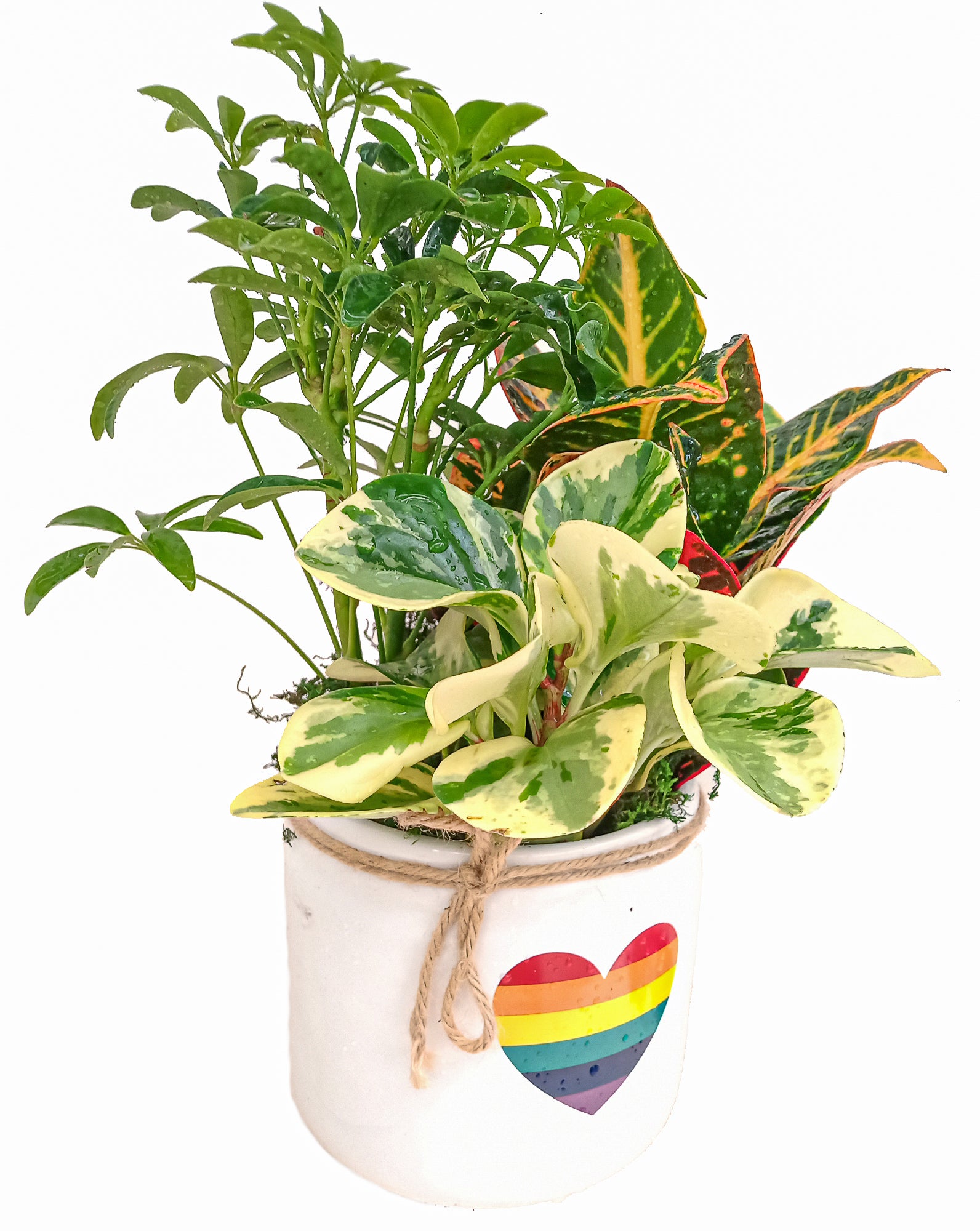 Love is Love 'Pride' | M | 5.25 | Container Garden