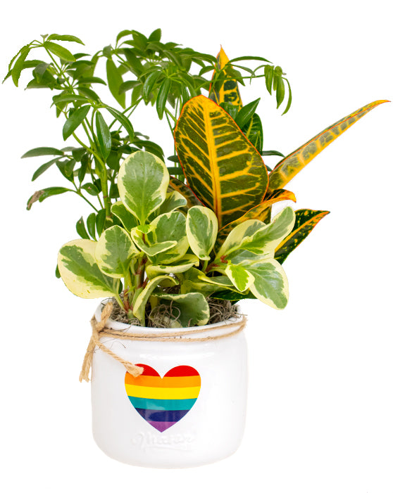 Love is Love 'Pride' | M | 5.25 | Container Garden