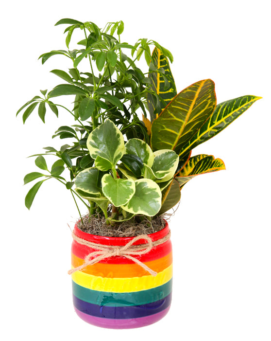 Love is Love 'Pride' | M | 5.25 | Container Garden
