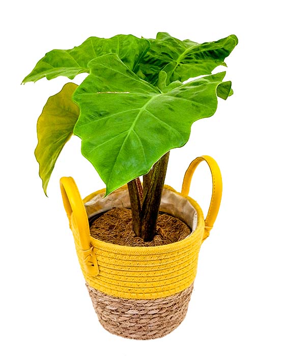 Alocasia Low Rider | M | 6 Inch
