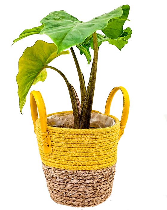 Alocasia Low Rider | M | 6 Inch