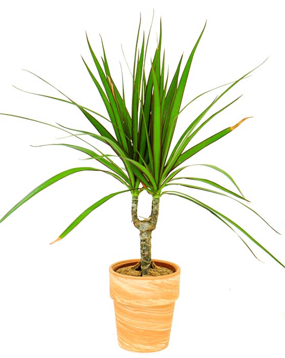 dracaena canada Marginata Cane 'Dragon Tree' | Dracaena Marginata | S