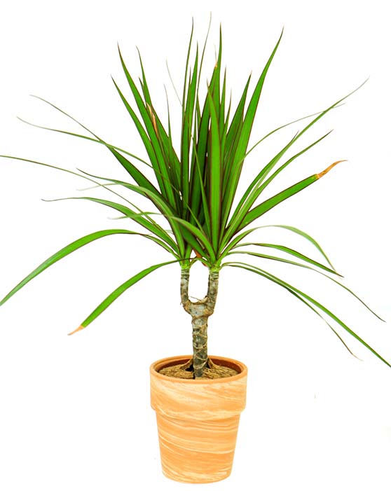 Marginata Cane 'Dragon Tree' | Dracaena Marginata | S | 4 Inch