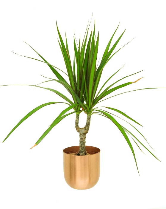 Air-Purifying Collection in Copper Pots (4-Pack)