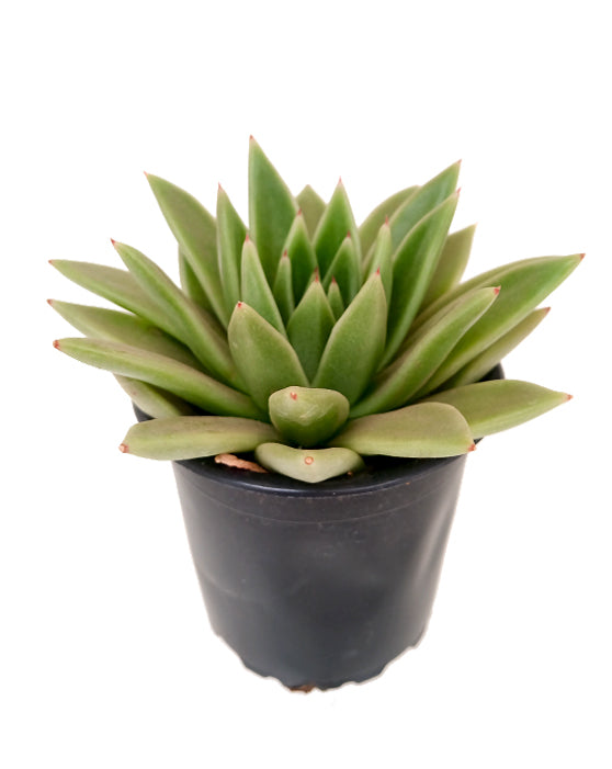 Echeveria agavoides 'Lipstick Echeveria' 3.5 à 4