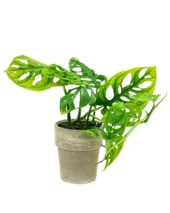 Monstera 'Swiss Cheese Plant' | Adansonii