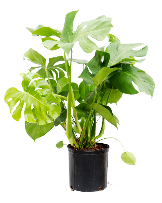 Monstera 'Split-Leaf' | Deliciosa | XL | 10 Inch | ON & QC Only