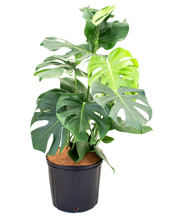 Monstera 'Split-Leaf' | Deliciosa | XL | 10 Inch | ON & QC Only