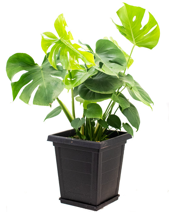 Monstera 'Split-Leaf' | Deliciosa | XL | 10 Inch | ON & QC Only