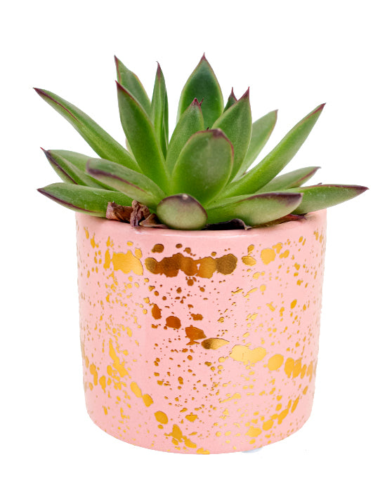 Succulent Favours Collection in Petra Pots | XS | 2.5 Inch