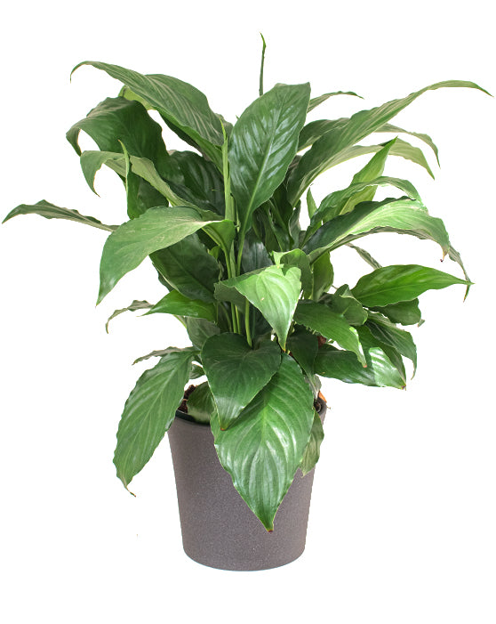 Peace Lily | Spathiphyllum
