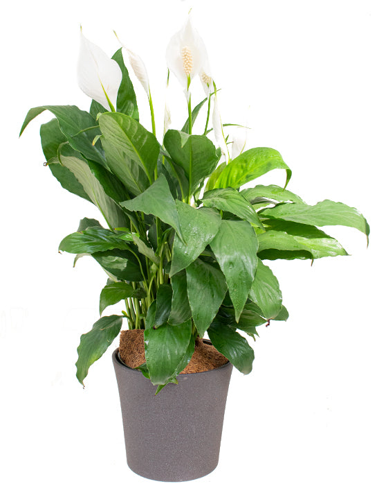 Peace Lily | Spathiphyllum
