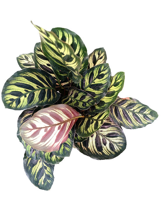Calathea Peacock | Makoyana