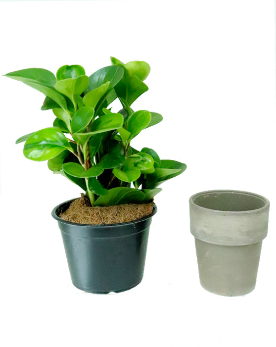 Peperomia Variegated Green 'Baby Rubber Plant' | Obtusifolia