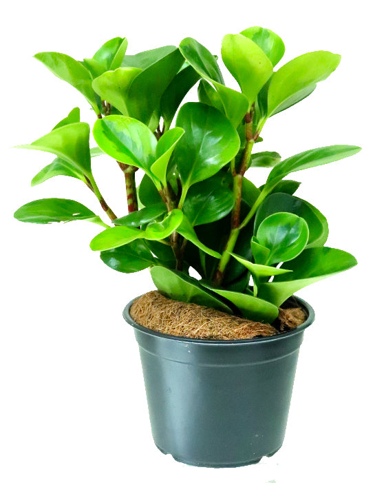 Peperomia Variegated Green 'Baby Rubber Plant' | Obtusifolia