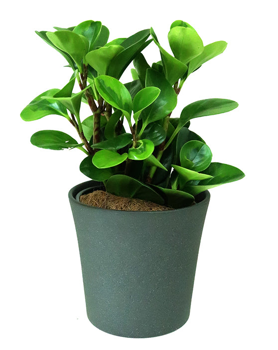 Peperomia Variegated Green 'Baby Rubber Plant' | Obtusifolia